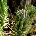 stonecrop; uña de gato