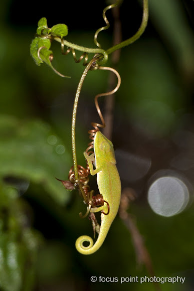 Spotting Image 1