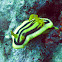 Chromodoris joshi