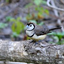 Double-barred Finch/Owl Finch