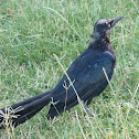 Great-tailed Grackle