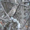 Song Sparrow
