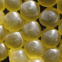 Plainfin Midshipman Eggs