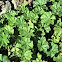 Lady's Mantle