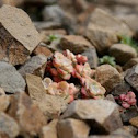 Succulent