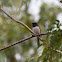 Satin Flycatcher