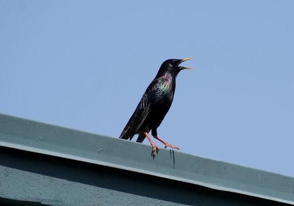 Spotting Image 1