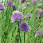 Chives