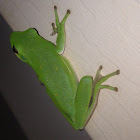 Green tree frog
