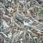 Northern Mockingbird feather