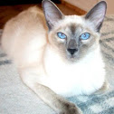 gato