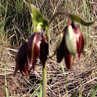 Chocolate Lillie's