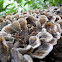 Polyporus versicolor