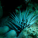 sea urchin