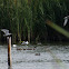Whiskered Tern; Fumarel Cariblanco