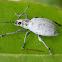 Sri Lanka Weevil