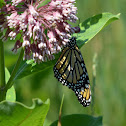 Monarch