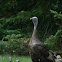 Wild Turkey