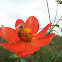 Dahlia coccinea