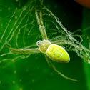 Green Writing Spider