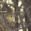Gorrión de Lincon, Lincoln's Sparrow