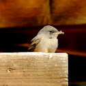 Willow Flycatcher