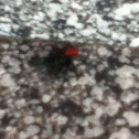 Unknown spotting