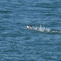Razorbill