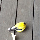 American Goldfinch