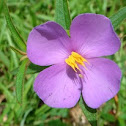 Starry Osbeckia