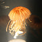 Japanese Sea Nettle