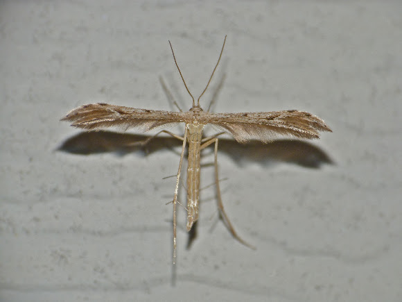 Spotting Image 1