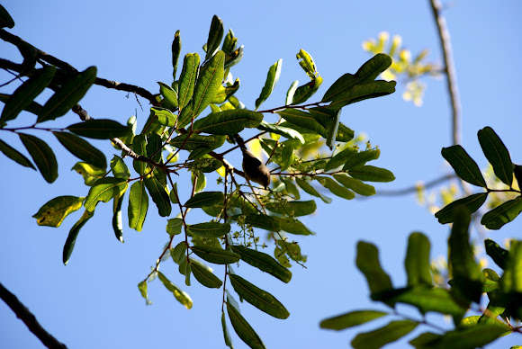Spotting Image 1