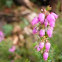 Erica cirenea (Brezo. Bell heather)
