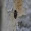 Ladybug Larva