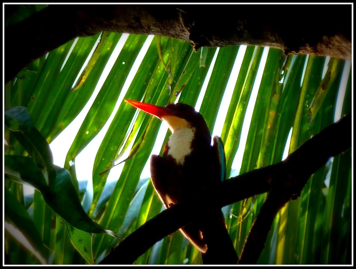 White-throated Kingfisher