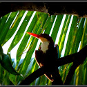 White-throated Kingfisher