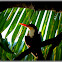 White-throated Kingfisher