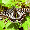 Asian Swallowtail