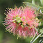 Bottlebrush
