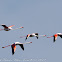 Greater Flamingo; Flamenco