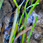 Longsnout Seahorse