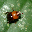 Dung beetle