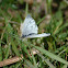 Green-veined White