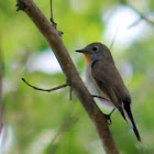 Taiga Flycatcher