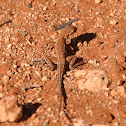 Desert Skink
