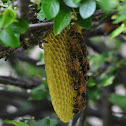 Beehive