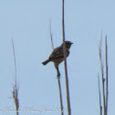 Zitting Cisticola; Buitrón