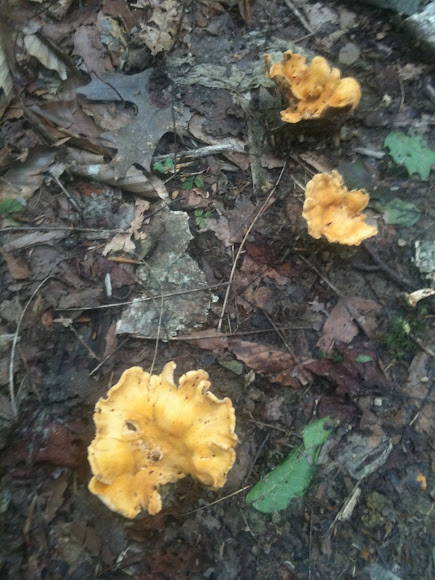 Spotting Image 1