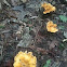 Mushroom